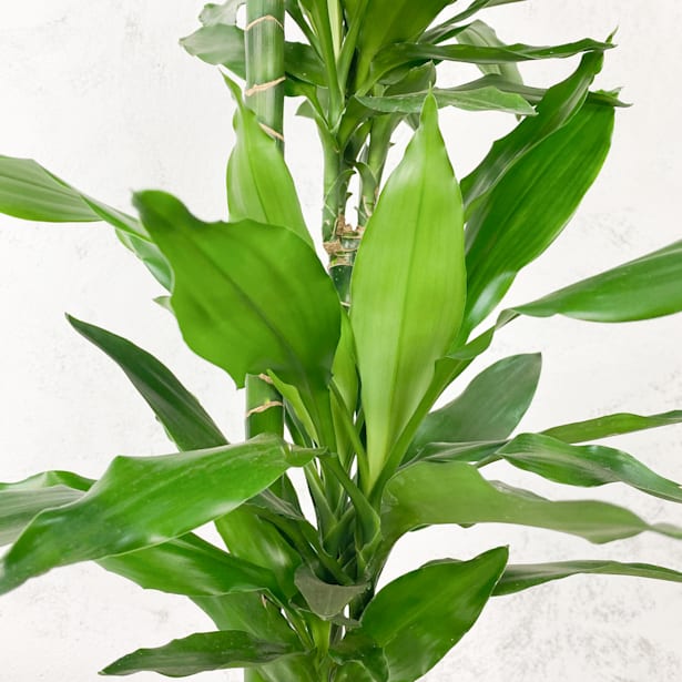 Dracaena fragrans 'Janet Lind'