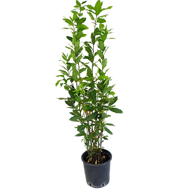 Laurel (laurus nobilis)