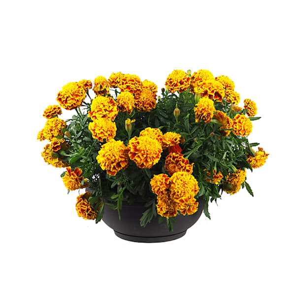 Tagetes patula (Clavel de moro)