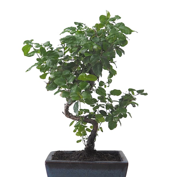 Bonsai Ciruelo dulce chino (Sageretia theezans)