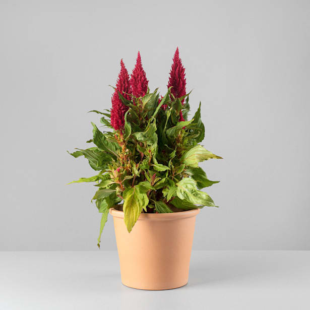 Celosia plumosa