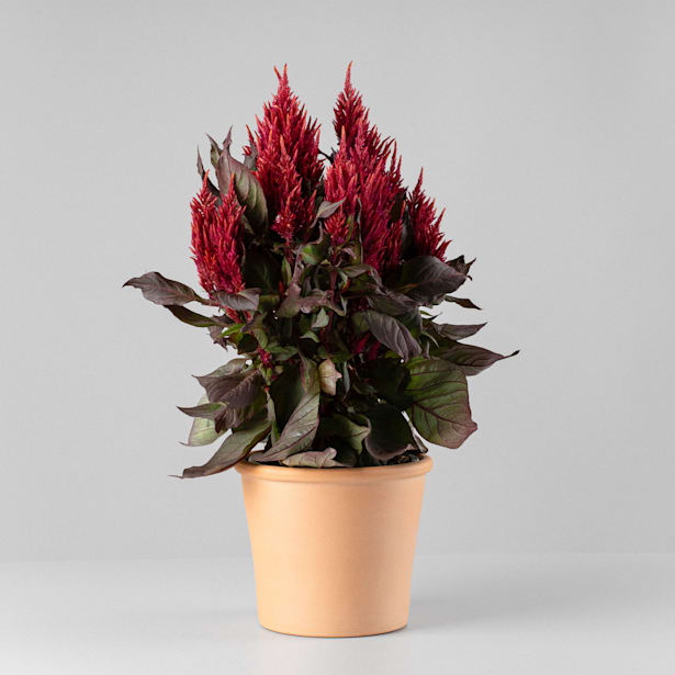 Celosia plumosa