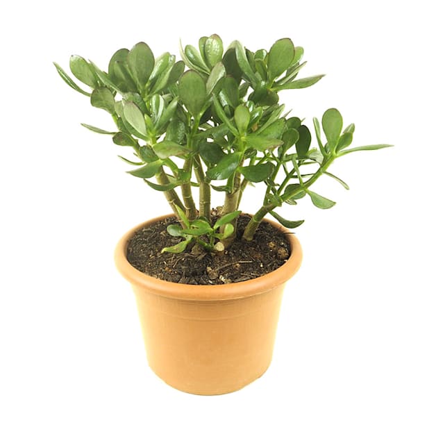 Crassula ovata