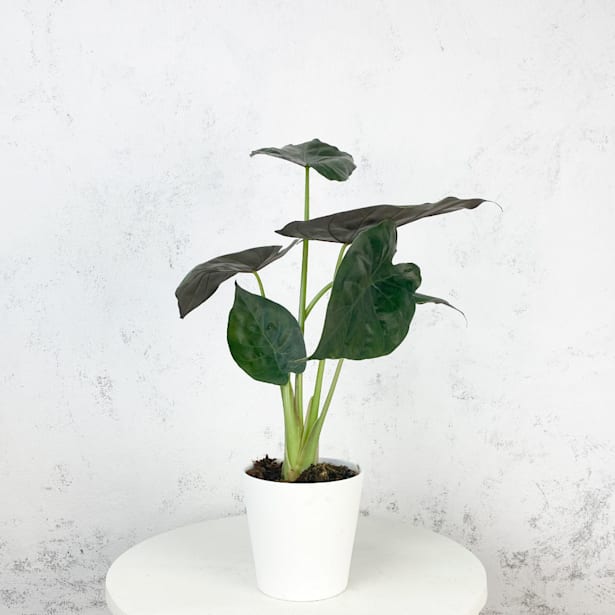 Alocasia wentii