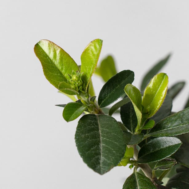 Bonsai Espino de fuego (Pyracantha)