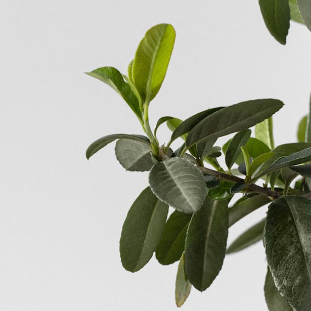 Bonsai Espino de fuego (Pyracantha)