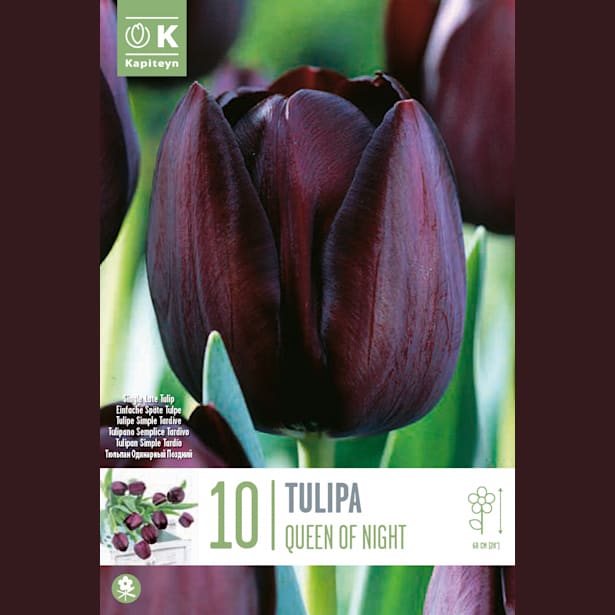 Bolsa 10 bulbos tulipanes triumph queen of night