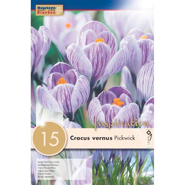 Bolsa 15 crocus flowering pickwick