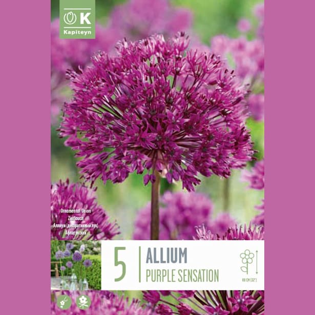 Bolsa 5 bulbos allium aflatulense purple