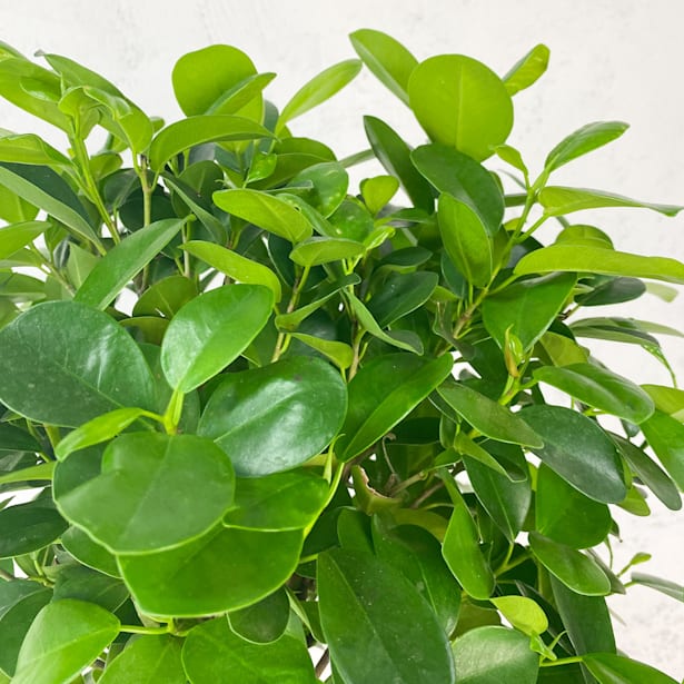 Ficus microcarpa 'Moclame' Trenzado