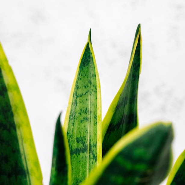 Sansevieria trifasciata 'Laurentii'