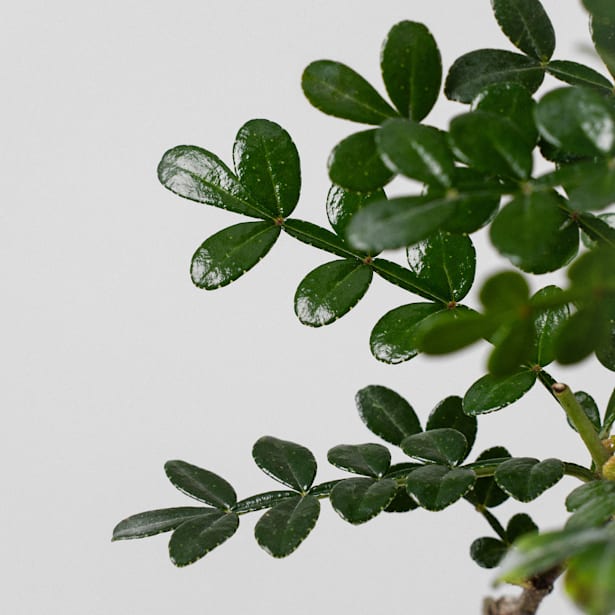 Bonsai Operculicarya (Zanthoxylum Pimienta japonesa)