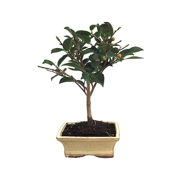 Bonsai Camelia (Camellia japonica)