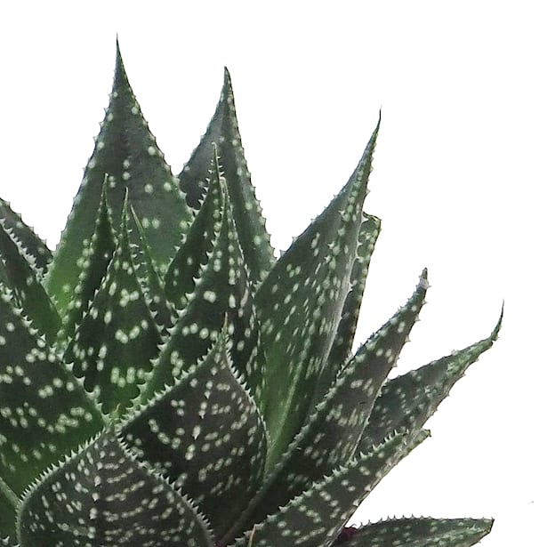 Gasteria hybride aurora