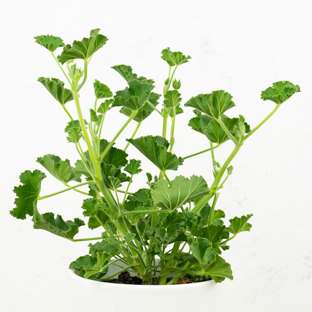 Geranio aromático (Pelargonium graveolens)