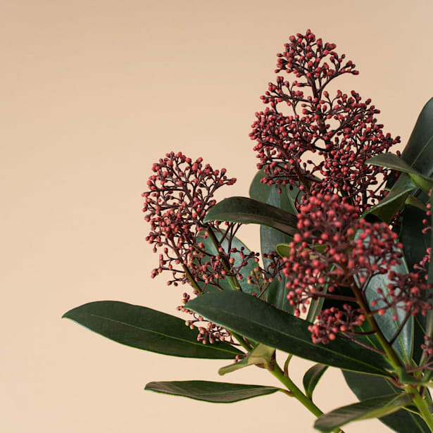 Skimmia japonica Rubella