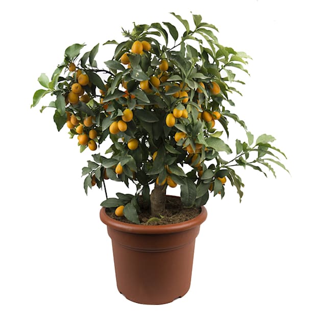 Calamondino (Citrofortunella microcarpa)