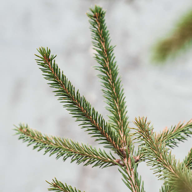 Árbol de Navidad Natural Excelsa (enraizado)