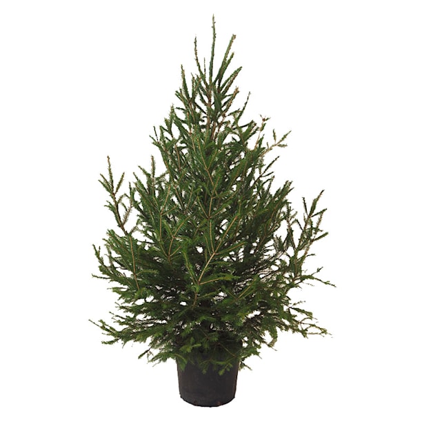 Árbol de Navidad Natural Excelsa (enraizado)