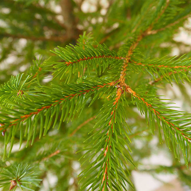 Árbol de Navidad Natural Excelsa (enraizado)