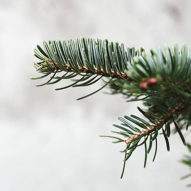 Árbol de Navidad Natural Nordmanniana (enraizado)