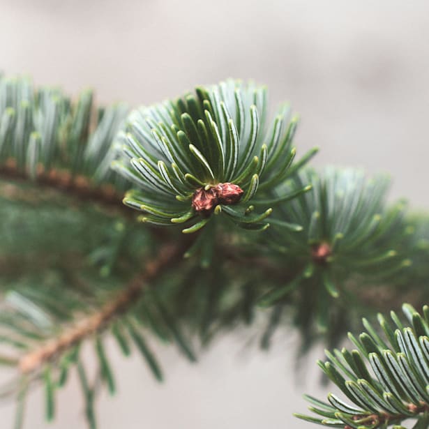 Árbol de Navidad Natural Nordmanniana (enraizado)