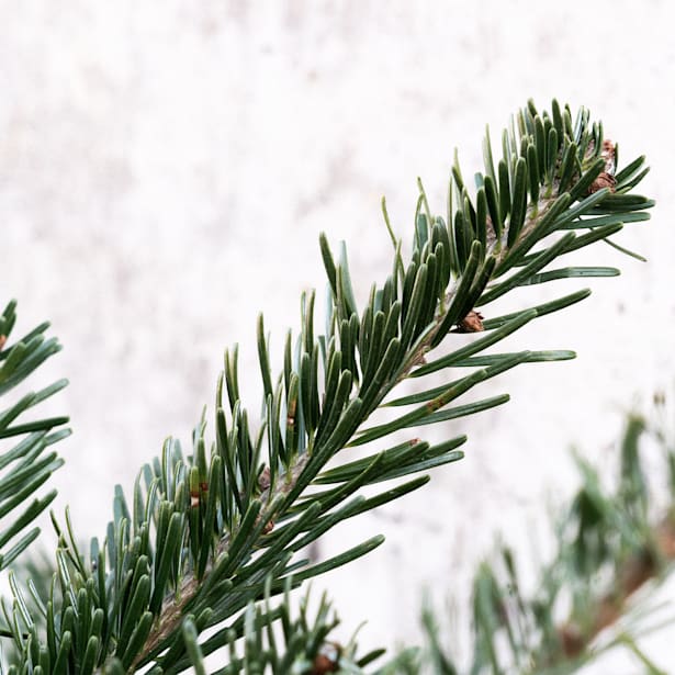 Árbol de Navidad Natural Nordmanniana (cortado)