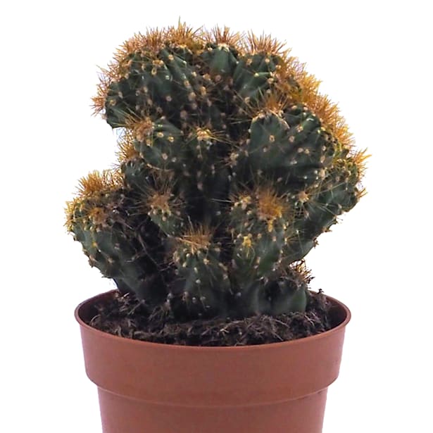 Cactus cristatas mix