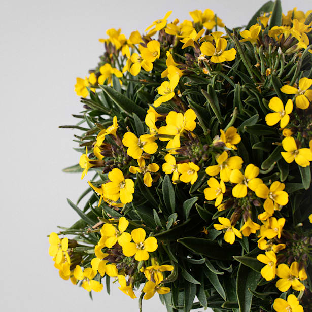 Erysimum - Alhelí amarillo