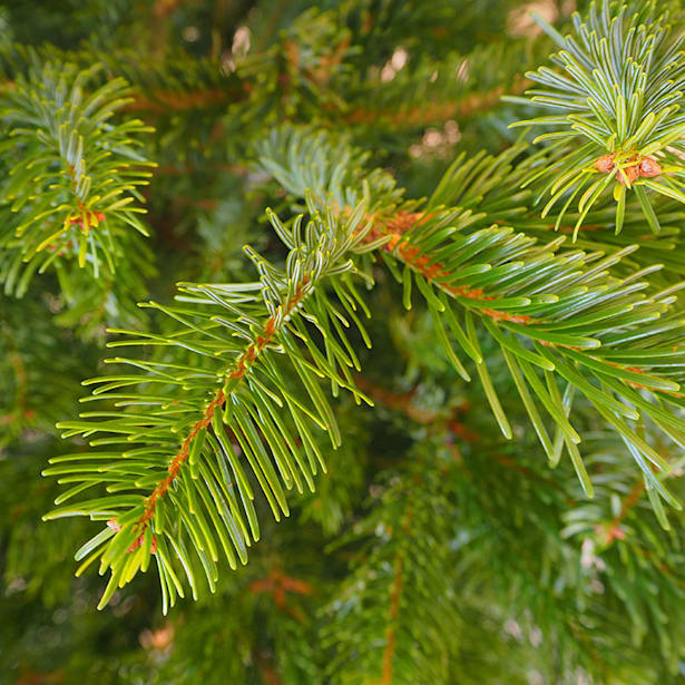 Árbol de Navidad Natural Nordmanniana (cortado)