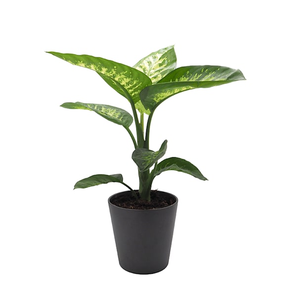 Dieffenbachia 'Tropic Snow'