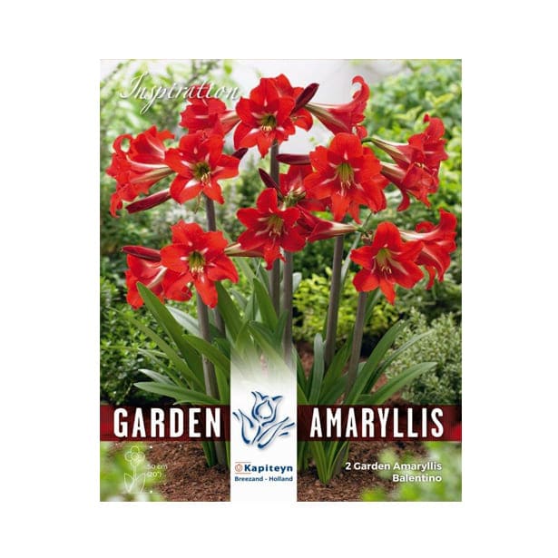 Bulbos amaryllis balentino rojo 2uds