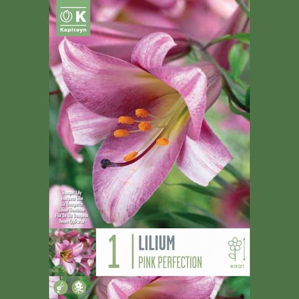 1 bulbo lilium pink perfection | Fronda