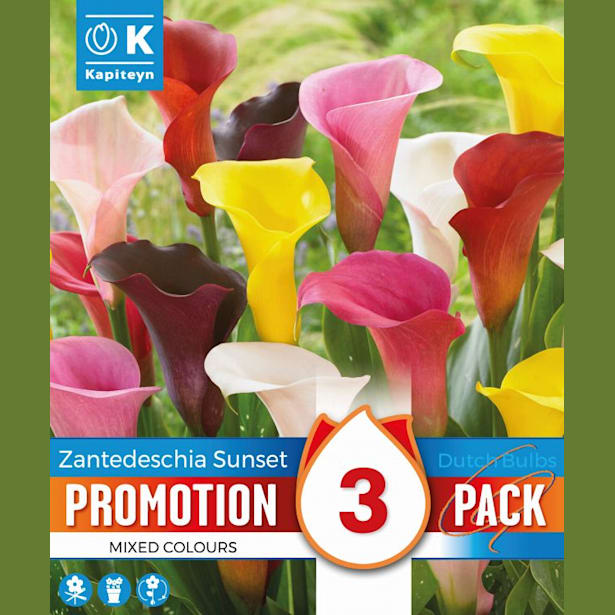 Bulbos de Zantedeschia Promotion Pack sunset mix