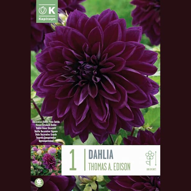 Bulbos de Dahlia 'Thomas A. Edison'