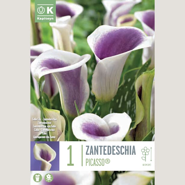 Bulbos de Zantedeschia 'Picasso'