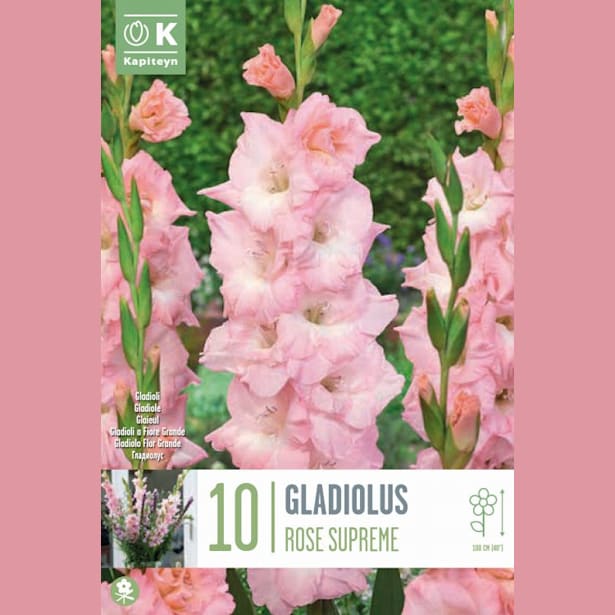 Bulbos Gladiolo rose supreme 10uds