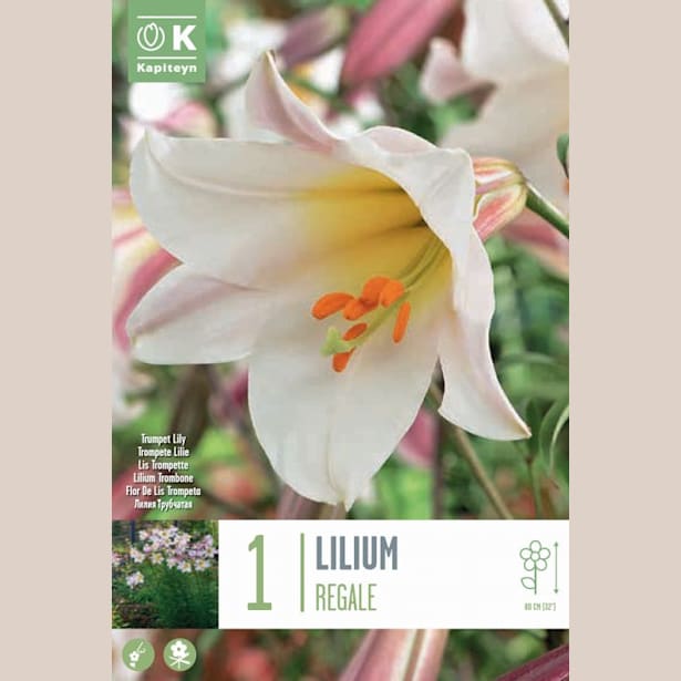 Bulbos Lilium regalle blanco 1ud