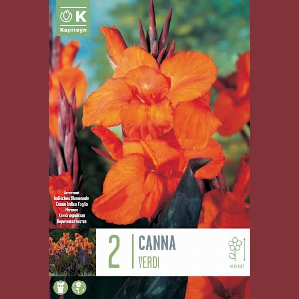 Bulbos de Canna indica 'Verdi'