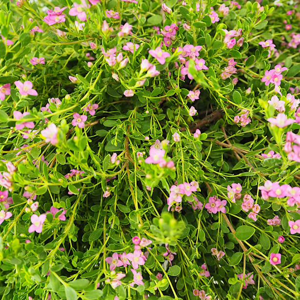 Boronia crenulata