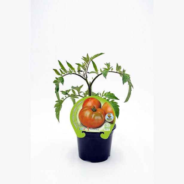 Tomate ensalada hibrido katon - Planta de huerto