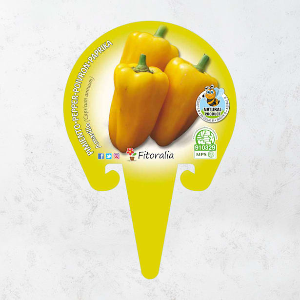 Pimiento amarillo - Planta de huerto