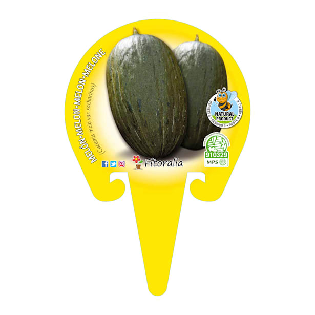 Melón Piel de Sapo - Planta de huerto