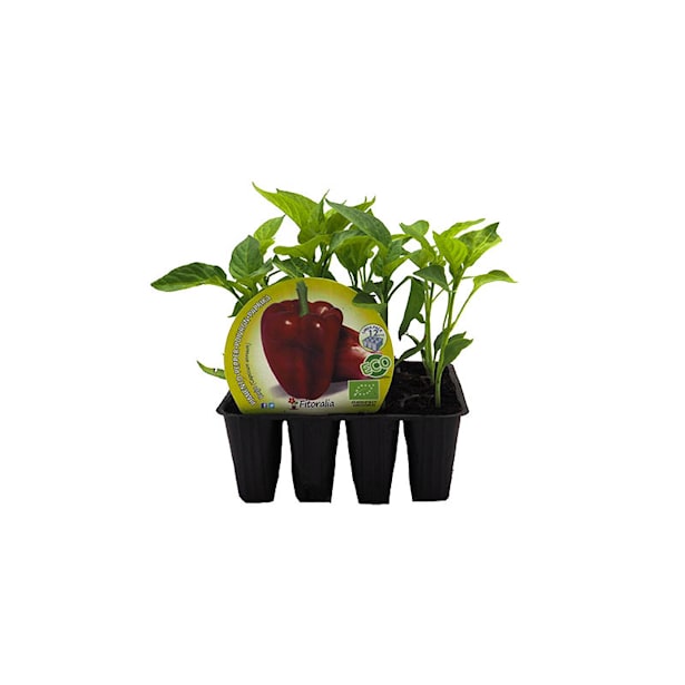 Pimiento rojo - Pack de 12 plantas de huerto