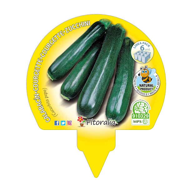 Calabacin - Pack de 6 plantas de huerto