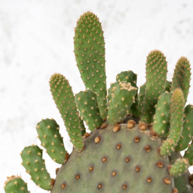 Cactus opuntia (especies variadas)