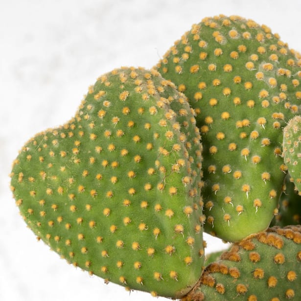 Cactus opuntia (especies variadas)