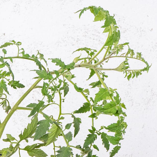 Tomate injertado Corazón de Buey - Planta de huerto