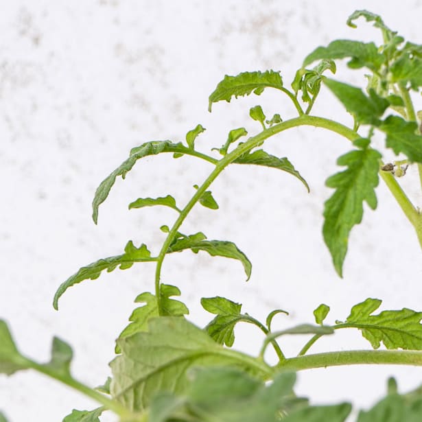 Tomate injertado Corazón de Buey - Planta de huerto