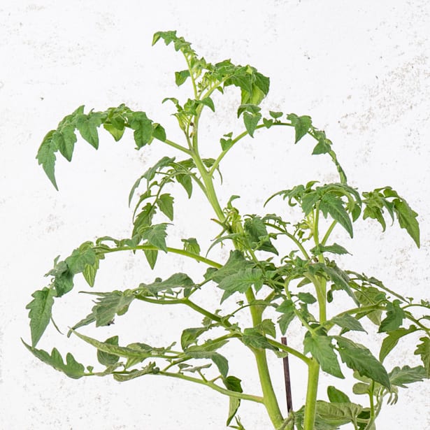 Tomate injertado Marmande - Planta de huerto